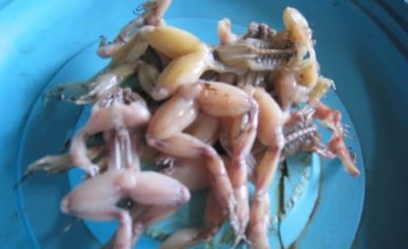 Xã hội - Thưởng thức món nước ép từ... ếch (Hình 3).