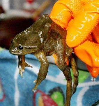 Xã hội - Thưởng thức món nước ép từ... ếch (Hình 4).
