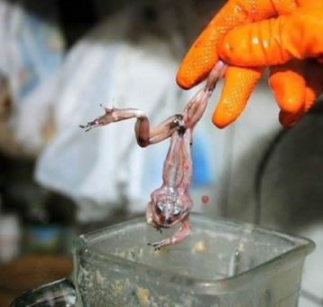 Xã hội - Thưởng thức món nước ép từ... ếch (Hình 5).