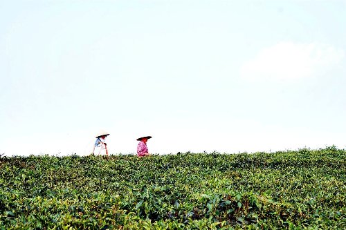 Xã hội - Chiều cao nguyên tràn ngập hoa và gió (Hình 3).