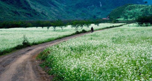 Xã hội - Chiều cao nguyên tràn ngập hoa và gió (Hình 4).