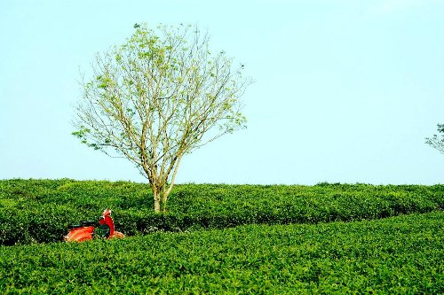 Xã hội - Chiều cao nguyên tràn ngập hoa và gió