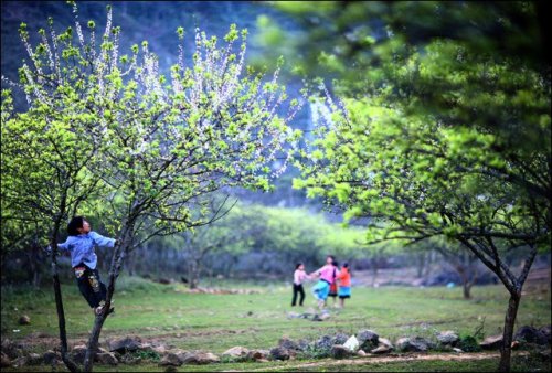 Xã hội - Chiều cao nguyên tràn ngập hoa và gió (Hình 6).