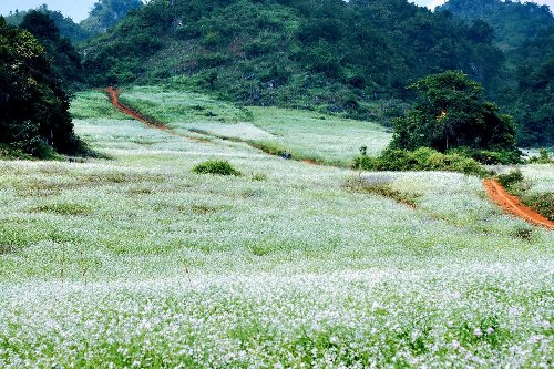 Xã hội - Chiều cao nguyên tràn ngập hoa và gió (Hình 12).