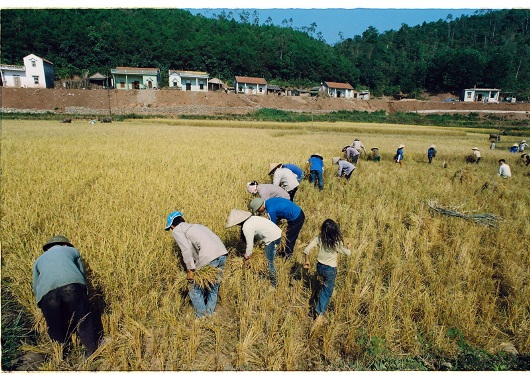 Xã hội - Một thoáng Bình Liêu mùa lúa chín (Hình 4).