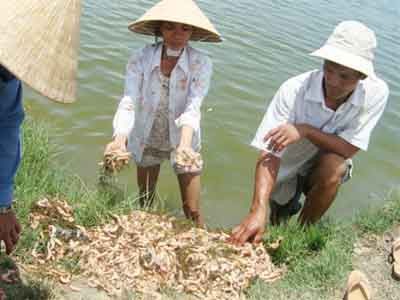 Pháp luật - Một nông dân thua kiện UBND huyện