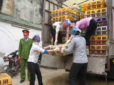 Xã hội - Bắt xe chở gà lậu, 'lòi' vũ khí nóng