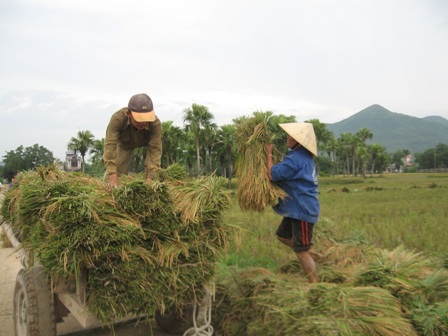 Nhịp sống - Oằn mình gặt lúa non chạy bão