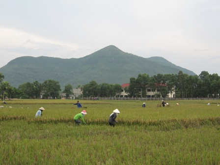 Nhịp sống - Oằn mình gặt lúa non chạy bão (Hình 3).