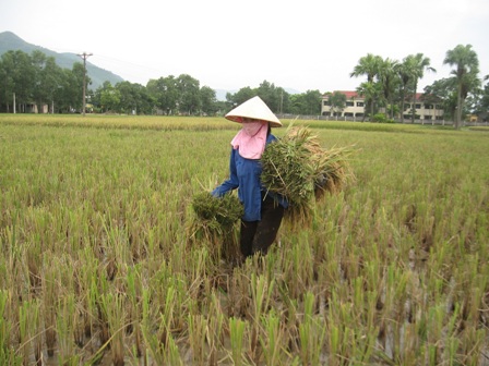 Nhịp sống - Oằn mình gặt lúa non chạy bão (Hình 4).