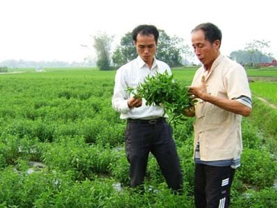 Xã hội - Đường từ cỏ siêu ngọt có thể thay thế đường mía?