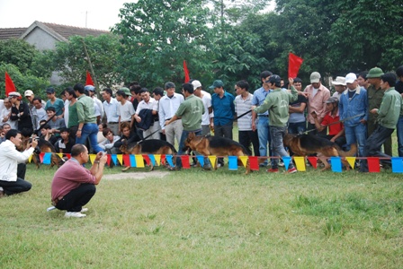 Sự kiện - Những chú chó cực tinh khôn giá 'khủng' ở Việt Nam (Hình 16).