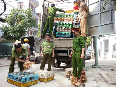 Xã hội - Tin nóng: 4 tấn gà thải từ Trung Quốc đổ về thủ đô (Hình 2).