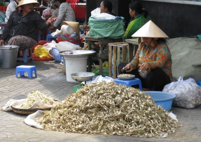 Pháp luật - Yêu em như yêu mùi củ kiệu