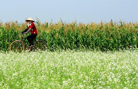 Xã hội - Mùa bắp