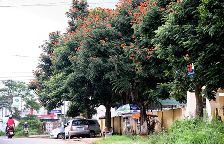 Xã hội - Loài hoa cực nguy hiểm trồng tràn lan ở Việt Nam (Hình 2).