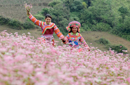 Xã hội - Ngẩn ngơ trước vẻ đẹp hoa tam giác mạch (Hình 6).