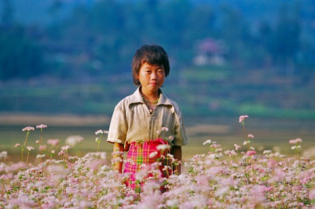Xã hội - Ngẩn ngơ trước vẻ đẹp hoa tam giác mạch (Hình 4).