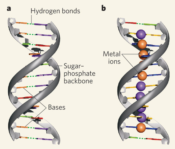 Xã hội - Người phụ nữ có 2 bộ DNA