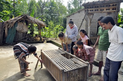 Sự kiện - Hà Tĩnh: Gà 4 chân hút người xem (Hình 3).