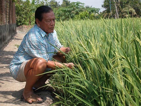 Nhịp sống - Lên ngôi “vua lúa giống” chỉ từ... 7 hạt thóc