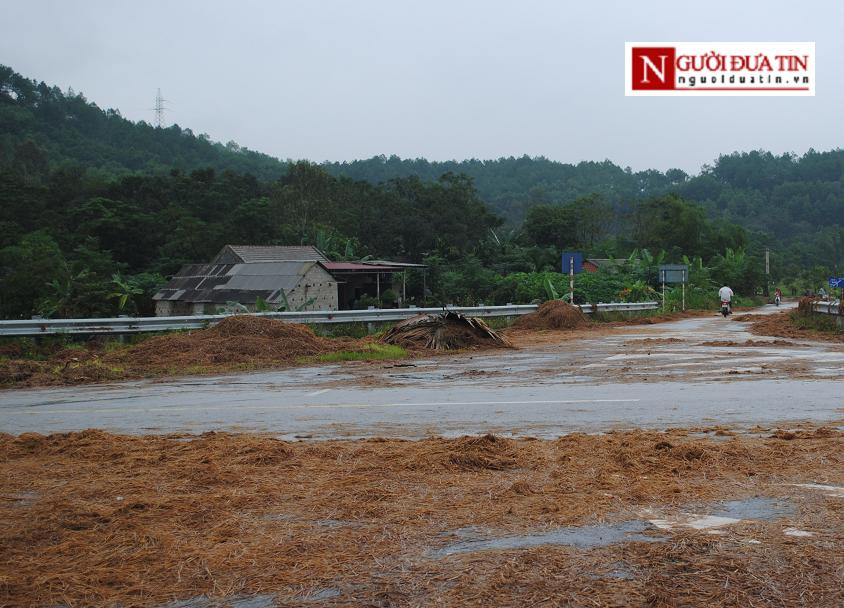 Xã hội - Rơm rạ, mạ non mọc đầy trên đường Hồ Chí Minh (Hình 3).