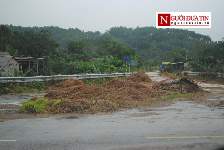 Xã hội - Rơm rạ, mạ non mọc đầy trên đường Hồ Chí Minh (Hình 2).