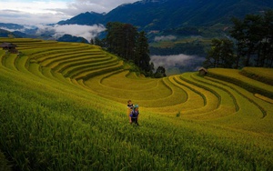 M&ugrave;a &ldquo;thay &aacute;o&rdquo; tr&ecirc;n những c&aacute;nh rừng cao su T&acirc;y Ninh - Ảnh 9.