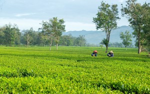 Du lịch...trà