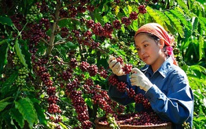 Giá cà phê tăng dựng đứng: Nông dân phấn khởi, doanh nghiệp 