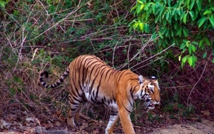 &Ocirc;m hổ chụp ảnh, người đ&agrave;n &ocirc;ng bị hổ vồ, diễn biến sau đ&oacute; khiến ai cũng "sốc" - Ảnh 3.