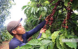 Giá cà phê liên tục tăng cao: Nông dân cần thu hái thế nào để đảm bảo chất lượng?