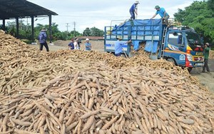 Giá sắn lao dốc, nông dân “càng làm càng lỗ”- Ảnh 6.
