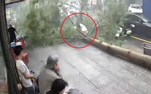 Clip: Cây xanh bật gốc đổ trúng người phụ nữ đi bộ trên đường