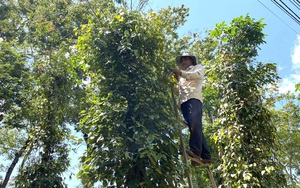 Giá nông sản 12/9: Hồ tiêu neo mức cao, lúa gạo điều chỉnh giảm