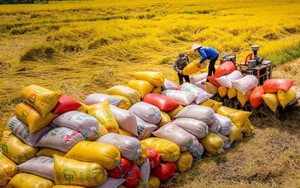 Kịch bản nào cho giá gạo cuối năm, nếu Ấn Độ dỡ bỏ lệnh cấm xuất khẩu gạo?