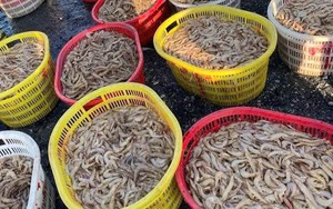 Ngư d&acirc;n tr&uacute;ng c&aacute; nục, Cảng c&aacute; Ph&uacute; Hải ở L&acirc;m Đồng rộn r&agrave;ng m&ugrave;a biển - Ảnh 6.