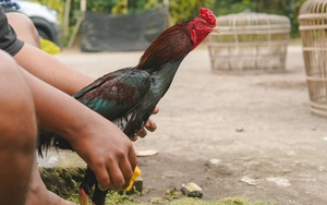Con gà chọi được trả 2,3 tỷ đồng, người chủ liền đồng ý bán - Ảnh 2.