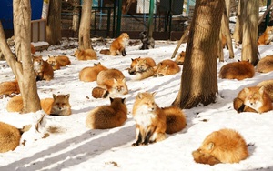 Bí ẩn ngôi làng kỳ quặc nhất hành tinh "nói chuyện bằng tay"- Ảnh 3.