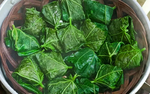 Loại cây quen thuộc mọc bờ bụi lên chậu giá nửa tỷ đồng vẫn, chủ vườn vẫn "chưa ưng bán" - Ảnh 8.