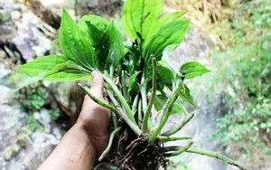 Loại rau quen thuộc, có nhiều vào mùa đông giá lại rẻ, giúp xương khớp khỏe mạnh - Ảnh 4.