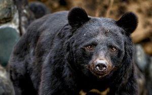 Bị tấn công bất ngờ, chủ tiệm vàng phản đòn khiến kẻ cướp kinh ngạc - Ảnh 2.