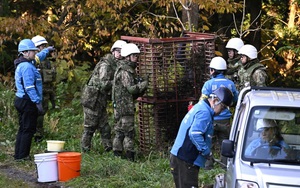 Bị cá voi sát thủ truy đuổi, hải cẩu có quyết định khó tin- Ảnh 2.