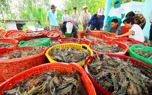 Giá xăng giảm nhẹ - Ảnh 3.