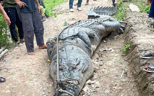 Cá sấu xuất hiện ở khu dân cư, chủ nuôi phải chịu trách nhiệm pháp lý- Ảnh 6.