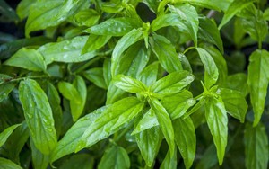 Cây rau nghe tên đã ngọt, trở thành món ăn lạ miệng được nhiều người ưa chuộng - Ảnh 6.