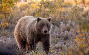 Sốc: Nữ hành khách giấu hàng trăm cá sống trong váy - Ảnh 3.