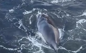 Người dân ghi lại cảnh tượng kỳ lạ trên mái nhà phủ đầy tuyết- Ảnh 2.