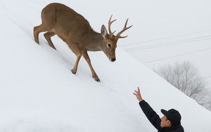 Cuộc chiến bất ngờ giữa rắn độc và hai chú chim nhỏ - Ảnh 2.