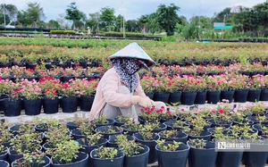 Chuyện lạ Đồng Tháp: Cá kéo về “xin ăn”, người dân nuôi như… thú cưng- Ảnh 5.